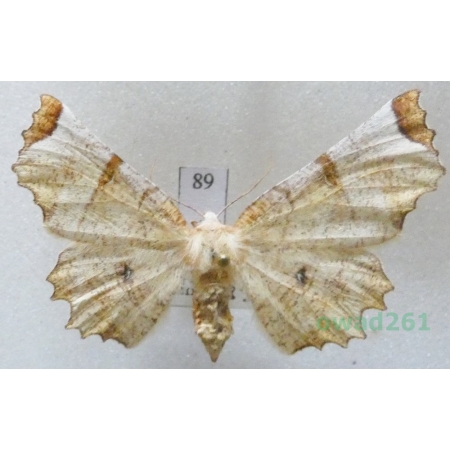 Selenia lunularia (Hübner, 1788) female Skrzytek księżyczak Slovakia89
